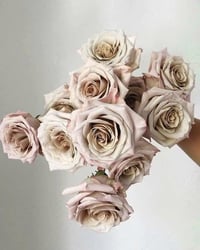 Image 1 of Pre-Order - MENTA ROSE