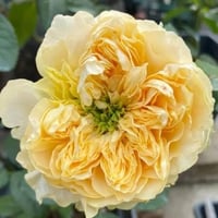 Image 1 of ALL FOUR ROMANCE ROSE
