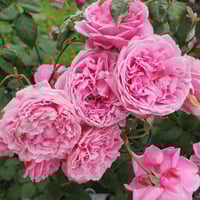 Image 1 of Pre-Order - BISHOP’S CASTLE (AUsbeck)