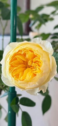 Image 1 of BIRD CHIRP aka QUE JIU ROSE