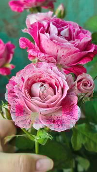 Image 1 of LADY CANDLE ROSE