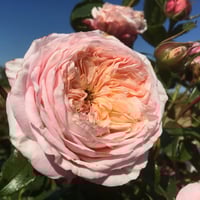 Image 1 of DOMAINE DE CHANTILLY ROSE