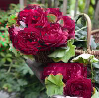 Image 2 of Pre-Order - GOSPEL ROSE