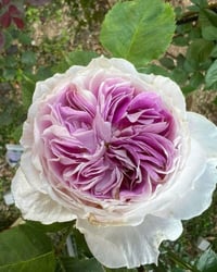 Image 1 of Pre-Order - BLUEMOON STONE ROSE