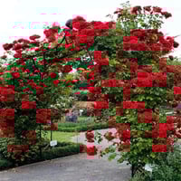 Image 1 of Pre-Order - DON JUAN CLIMBING ROSE