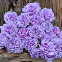 Image 6 of Pre-Order -  LE CIEL BLEU aka BLUE SKY