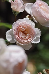 Image 1 of DESDEMONA ROSE (Auskindling)