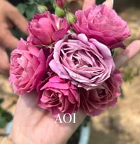 Image 1 of AOI FUGA ROSE