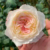 Image 1 of Pre-Order - KEIRA ROSE  (AUSboxer) 