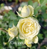 Image 1 of CREAMY EDEN ROSE