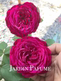 Image 1 of YVES JARDIN PARFUME ROSE