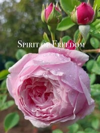 Image 1 of SPIRIT OF FREEDOM CLIMBING ROSE (Ausbite)