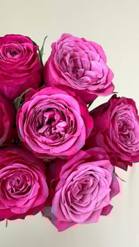 Image 1 of SUSAN ROSE