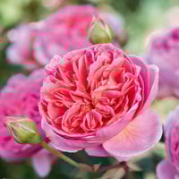 Image 1 of BOSCOBEL ROSE (Auscousin)