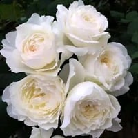 Image 2 of SUR LA NEIGE ROSE