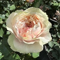 Image 2 of CHIFFON ROSE