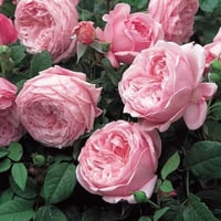 Image 2 of SPIRIT OF FREEDOM CLIMBING ROSE (Ausbite)