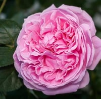 Image 2 of Pre-Order - BISHOP’S CASTLE (AUsbeck)