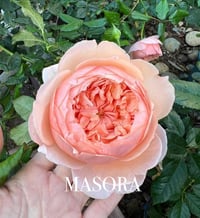 Image 2 of Pre-Order - MASORA ROSE