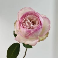 Image 2 of Pre-Order - LAROSE OPTIMISTE ROSE
