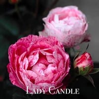 Image 2 of LADY CANDLE ROSE
