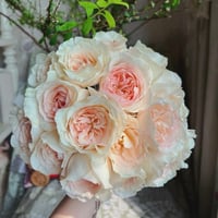 Image 2 of BLUSH SNOW ROSE