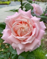 Image 2 of AMAZING GRACE ROSE