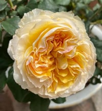 Image 2 of Pre-Order - BEATRICE ROSE