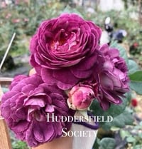 Image 2 of HUDDERSFIELD CHORAL SOCIETY ROSE