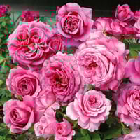 Image 2 of AGNES SCHILLINGER ROSE