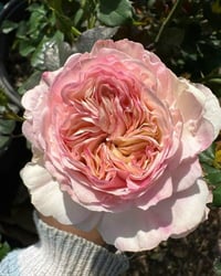 Image 2 of Pre-Order - KEIRA ROSE  (AUSboxer) 