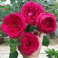 Image 2 of PAS DE DEUX ROSE