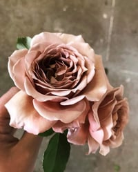 Image 2 of KOKO LOKO ROSE