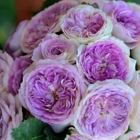 Image 2 of Pre-Order - BLUEMOON STONE ROSE