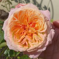 Image 2 of VICTORIAN SECRET ROSE