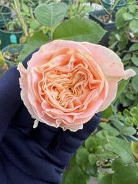 Image 2 of MICKEY BUBBLE ROSE