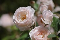 Image 2 of DESDEMONA ROSE (Auskindling)