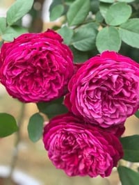 Image 2 of YVES JARDIN PARFUME ROSE