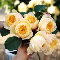 Image 2 of BIRD CHIRP aka QUE JIU ROSE