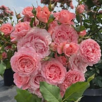 Image 2 of CORAIL GELEE ROSE