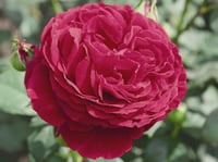 Image 3 of Pre-Order - GOSPEL ROSE