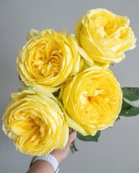 Image 2 of Pre-Order - CATALINA ROSE