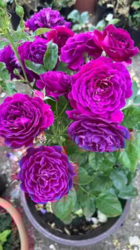 Image 2 of Pre-Order - EBB TIDE ROSE