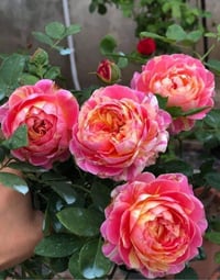 Image 2 of Pre-Order - CLAUDE MONET ROSE