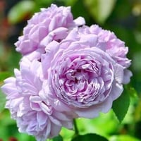 Image 1 of Pre-Order -  LE CIEL BLEU aka BLUE SKY