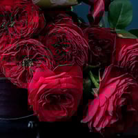 Image 2 of DARCULA’S KISS ROSE