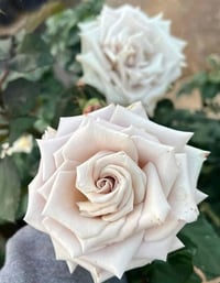 Image 2 of Pre-Order - MENTA ROSE