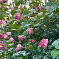 Image 2 of Pre-Order - EDOUARD MANET ROSE