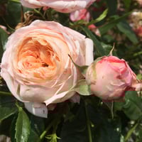 Image 2 of DOMAINE DE CHANTILLY ROSE