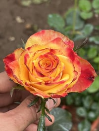 Image 2 of Pre-Order - JOKER ROSE